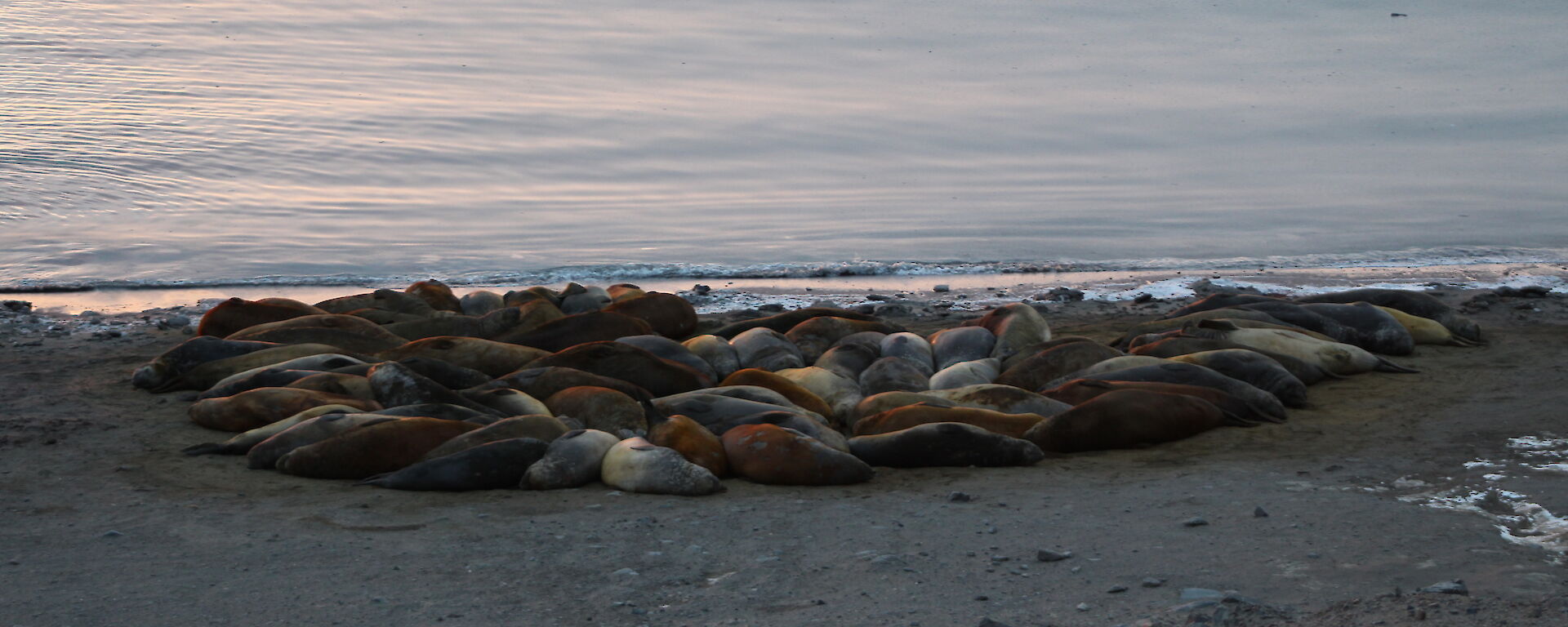 A large number of elephant seals on the beach at Davis during March