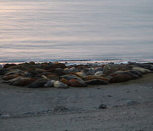 A large number of elephant seals on the beach at Davis during March