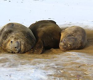 Last three elephant seals on the beach at Davis on the 16th April 2016