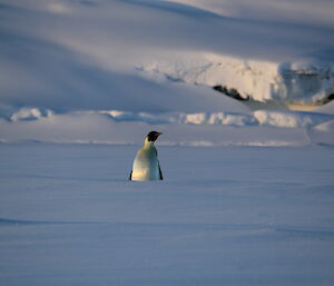 An Emperor penguin near Anchorage Island, Davis