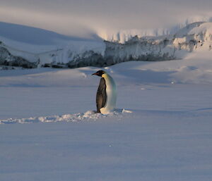 The Emperor penguin making slow progress through the snow