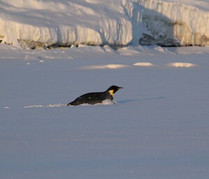 An emperor penguin near Davis sliding along on its front