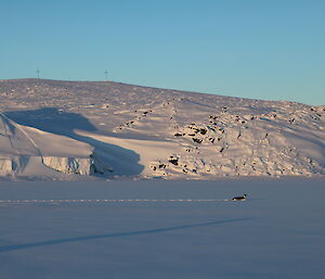 An emperor penguin scooting past on his belly on the snow covered sea ice