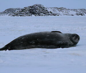 A Weddell seal on the ice in the Vestfold Hills frozen fjords