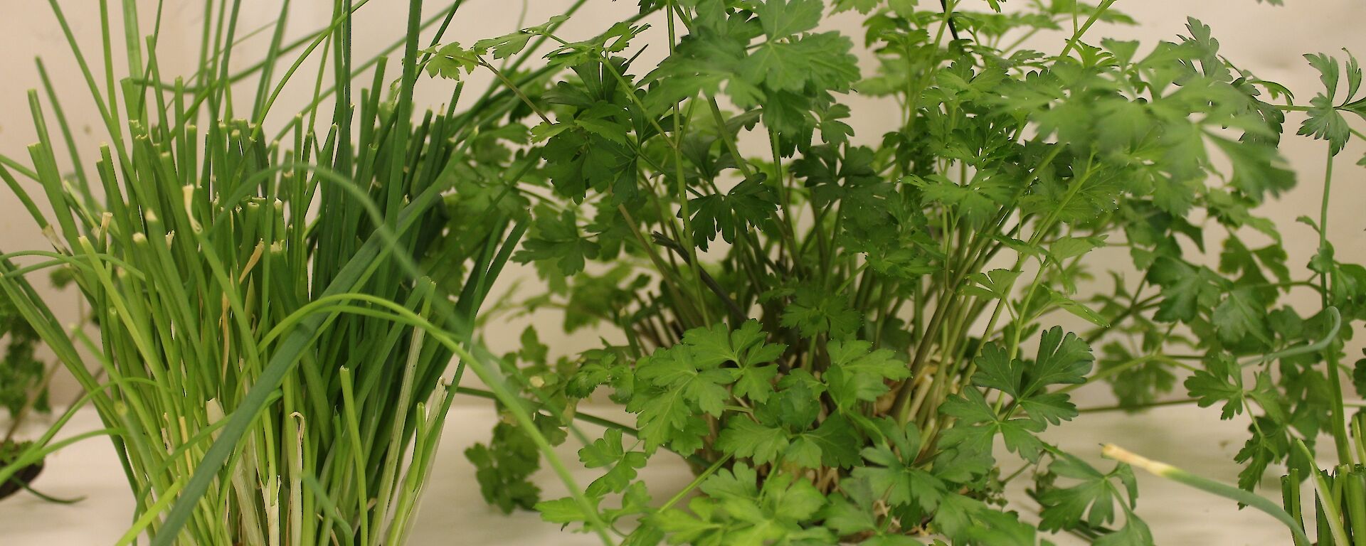 Chives and flat leaf parsley in the temporary Davis hydroponics facility