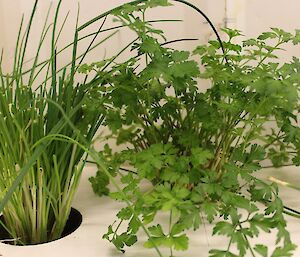 Chives and flat leaf parsley in the temporary Davis hydroponics facility
