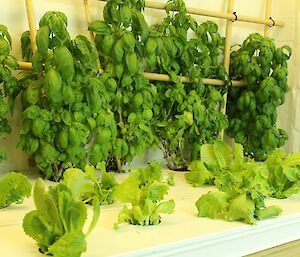 Basil and lettuce plants in the Davis temporary hydroponics facility