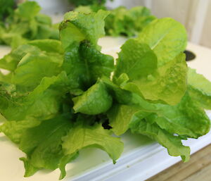 Lettuce in the Davis hydroponics facility