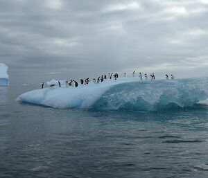 A group of Adélie penguins on an iceberg in Prydz Bay