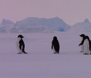Early Adélie penguins on the sea ice at Davis.