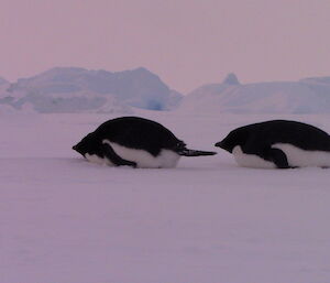 Adelie penguins tobogganing with not an ice edge in sight