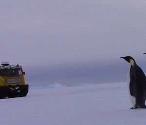 Two emperor penguins trying to figure out what the Hagg is