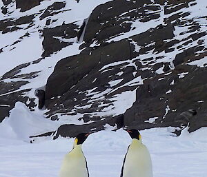 Two very smart emperor penguins on the sea ice in front of Walkabout rocks