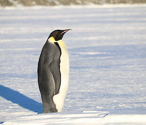 An Emperor penguin out on the sea ice