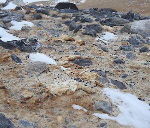 Layers and layers of mummified ancient penguin corpses and poo at one of the penguin colonieson Magnetic Island