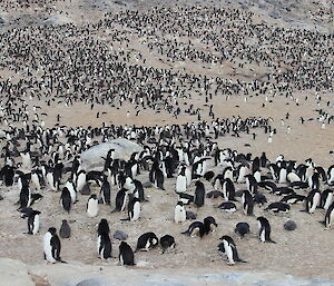 The same view taken by the camera in January 2016 — penguins galore