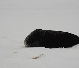 Our first seal of the winter — a pregnant female Weddell seal