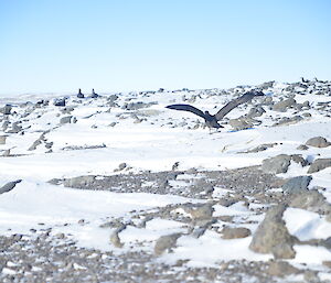 Southern giant petrels at Hawker Island