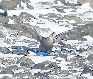 Close up of southern giant petrel at Hawker Island