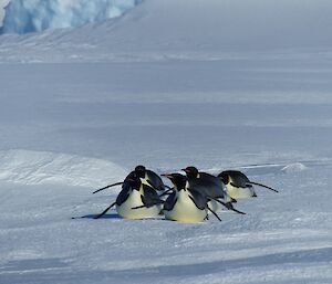 Emperor penguins on their bellies sliding over to take a look at a group of expedtioners