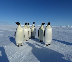 Emperor penguins coming close to check expeditioners out