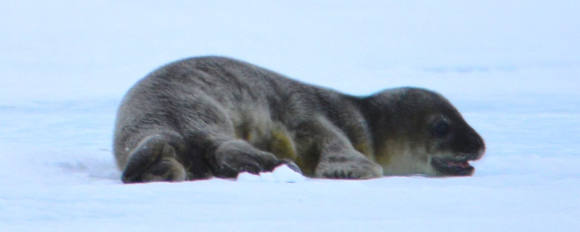 A close up picture of the newly born Weddell seal pup