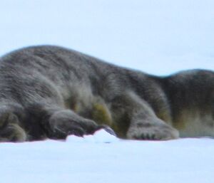A close up picture of the newly born Weddell seal pup