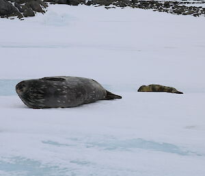 A female Weddell seal on the ice with her pup near Ace Lake apple in Long Fjord