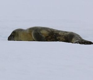 Another view of a Weddell seal pup on the ice near Davis station