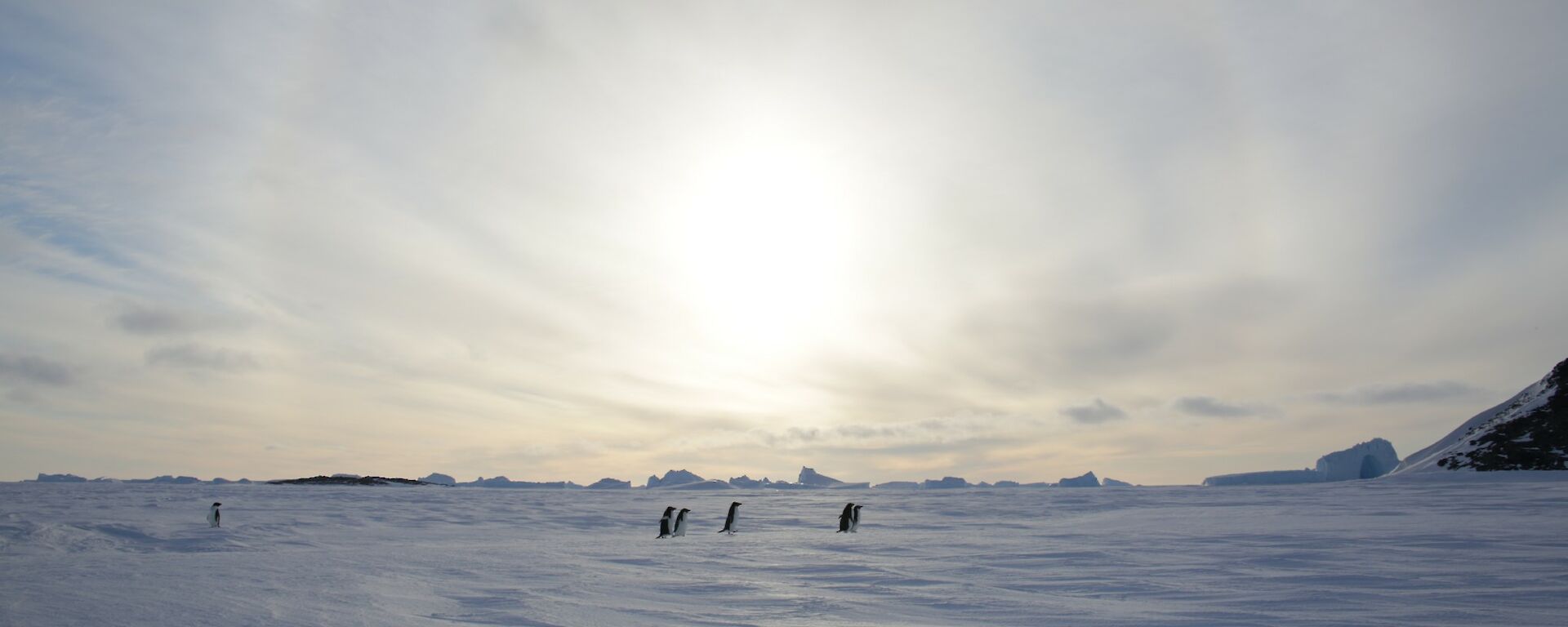 Adelie pengiuns on the sea ice returning to their breeding grounds on the islands off Davis