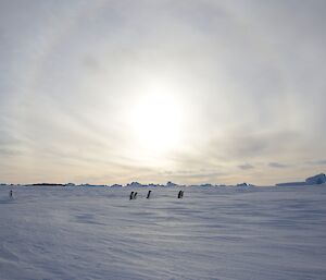 Adelie pengiuns on the sea ice returning to their breeding grounds on the islands off Davis