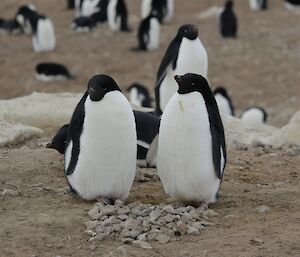 Two well fed Adelie penguins contemplate a pile of stones