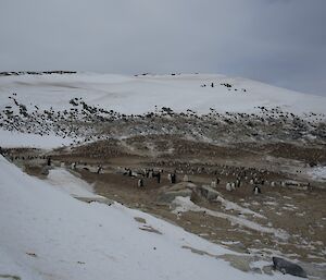 A view of the Adelie penguin colony on Magnetic Island
