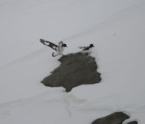 Two pintado or painted/cape petrels returning to the snow covered slopes of Bluff Island