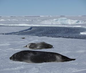 Two pregnant Weddell seals with the lead in the sea ice in the background