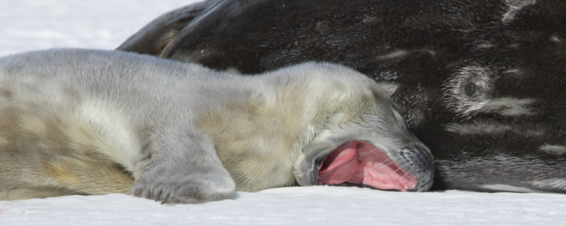 A young weddell seal pup yawning