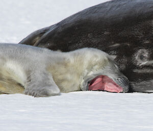 A young weddell seal pup yawning