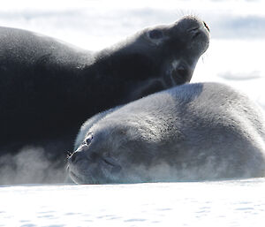 A photo where steam from the Weddell seal pups breath is visible