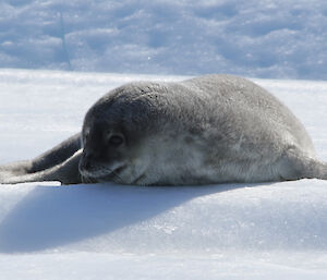 Weddell seal pup on the sea ice