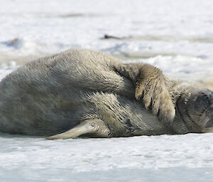 A very cute Weddell seal pup lying on the ice