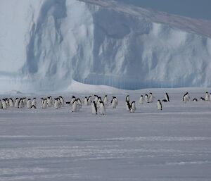 A group of Adélie penguins on the sea ice in front of an iceberg