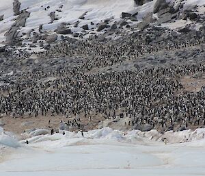 Hundreds of Adélie penguins have arrived at Magnetic Island
