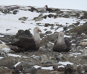 Two giant petrels on their nest Hawker Island