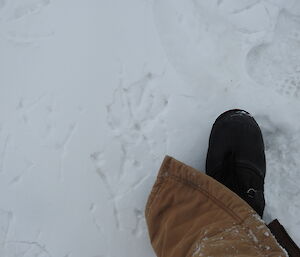 Giant petrel foot prints in the snow in comparison to a glacier boot