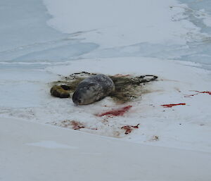 A huge Weddell seal on the sea ice when we arrived at Kazak Island