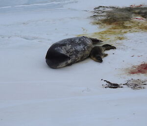 The seal and pup moved away from the after birth a little later