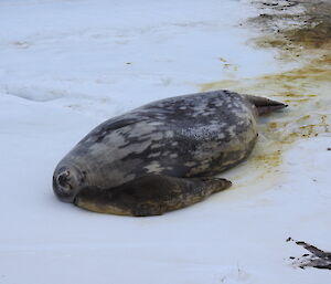 The seal pup having a nuzzle with mum