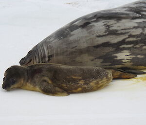 The very cute seal pup next to its mother