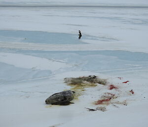 A skua attracted to the Weddell seal pup birth