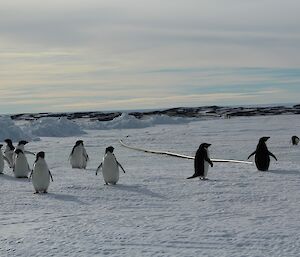Adélie penguins on the ice next to the fuel line near the ship